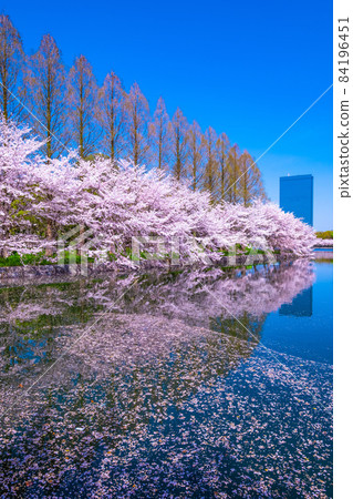 Cherry blossoms at Osaka Castle Park Cherry blossoms at Osaka Castle Park 84196451