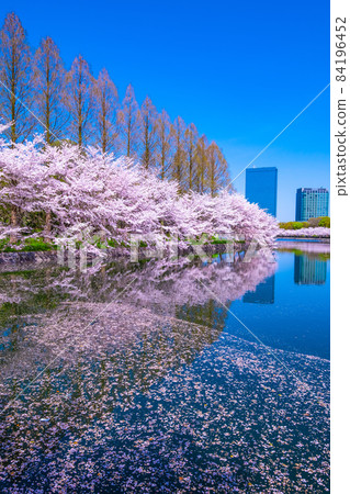Cherry blossoms at Osaka Castle Park 84196452