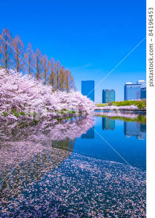 Cherry blossoms at Osaka Castle Park 84196453