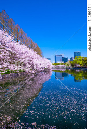 Cherry blossoms at Osaka Castle Park 84196454