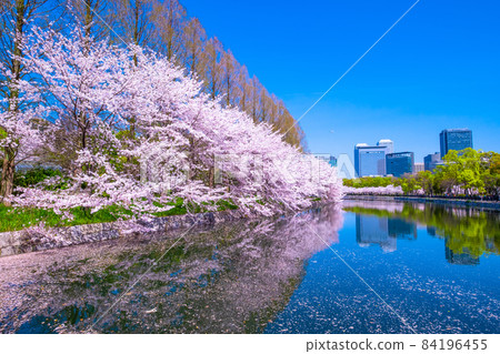 Cherry blossoms at Osaka Castle Park Cherry blossoms at Osaka Castle Park 84196455