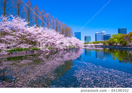 Cherry blossoms at Osaka Castle Park 84196502