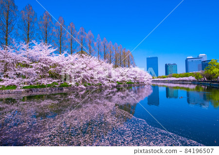 在大阪城公園的櫻花 84196507