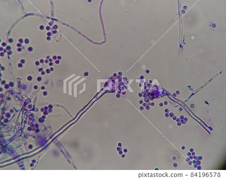 曲霉的顯微照片 84196578