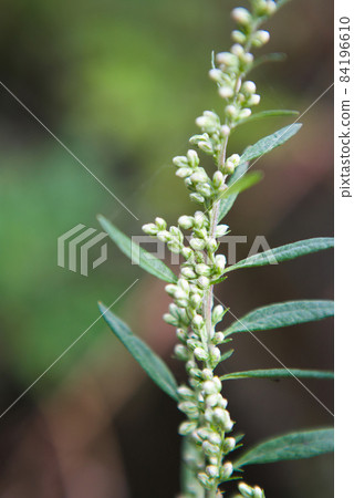 艾蒿花蕾 艾蒿花蕾 84196610