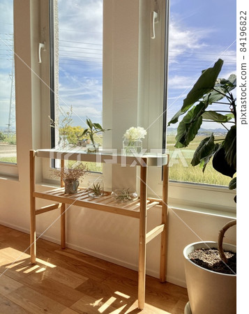 Interior of foliage plants by the window 84196822