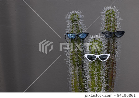 Cactuses wearing the sunglasses. On a grey wall background with a copy space. Cactuses wearing the sunglasses. On a grey wall background with a copy space. 84196861