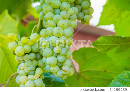 Ripe white grape bunches on a vineyard in summer. Good harvest for prosecco or sparkling wine production. Ripe white grape bunches on a vineyard in summer. Good harvest for prosecco or sparkling wine production. 84196989