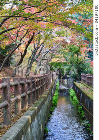 Omachi Park in autumn colors (Omachi Nature Observation Park, Ichikawa City, Chiba Prefecture) 84197180