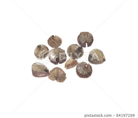 冬季葵錦葵 verticillata 種子和種子 冬季葵錦葵 verticillata 種子和種子 84197289