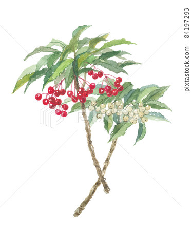 Manryo red and white fruits Manryo red and white fruits 84197293