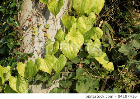 Leaves of the place Leaves of the place 84197410