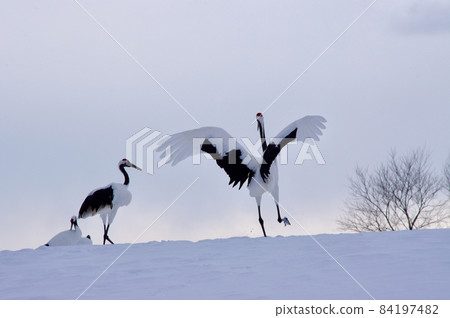 A couple of Japanese cranes playing in the snow field A couple of Japanese cranes playing in the snow field 84197482
