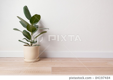 Green houseplants home decoration on white background. Home gardening concept 84197484