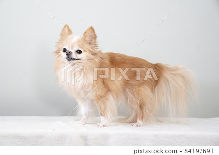 奇瓦瓦州微笑 84197691