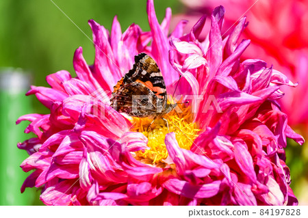 Red admiral sucking dahlia nectar 84197828