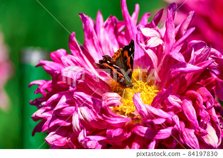 Red admiral sucking dahlia nectar 84197830