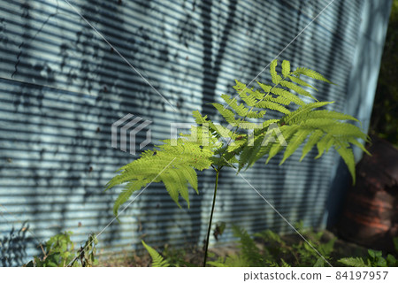 牆上的樹木影子和生長的蕨類植物 84197957