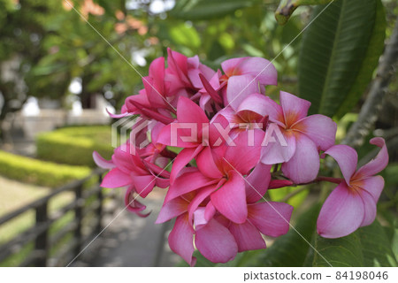 Red frangipani close-up Red frangipani close-up 84198046