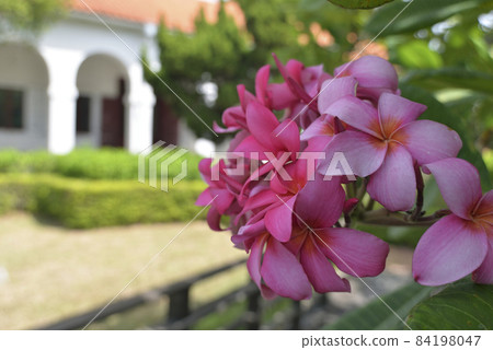 紅色的雞蛋花特寫 紅色的雞蛋花特寫 84198047