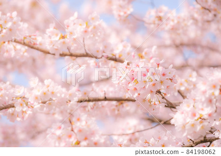 Cherry blossoms (soft focus) 84198062