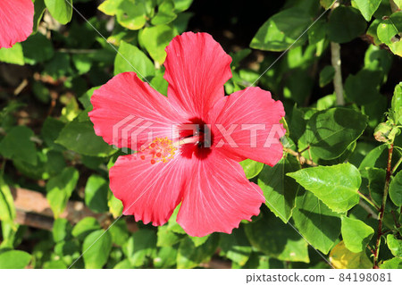 Red hibiscus 84198081