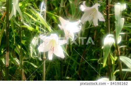 #Early summer wildflowers: Sasayuri flowers: Hoshidaenchi hiking trail: Osaka Prefectural Forest 84198162