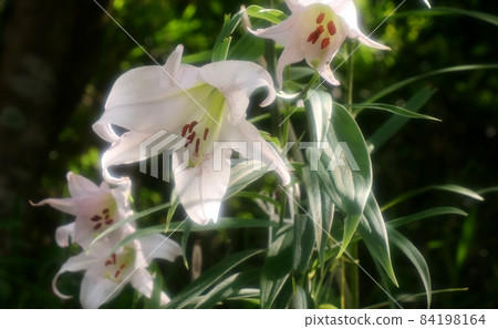 #Early summer wildflowers: Sasayuri flowers: Hoshidaenchi hiking trail: Osaka Prefectural Forest 84198164