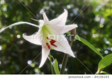 #Early summer wildflowers: Sasayuri flowers: Hoshidaenchi hiking trail: Osaka Prefectural Forest 84198165