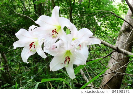#Early summer wildflowers: Sasayuri flowers: Hoshidaenchi hiking trail: Osaka Prefectural Forest #Early summer wildflowers: Sasayuri flowers: Hoshidaenchi hiking trail: Osaka Prefectural Forest 84198171