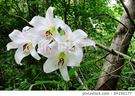 #Early summer wildflowers: Sasayuri flowers: Hoshidaenchi hiking trail: Osaka Prefectural Forest 84198177
