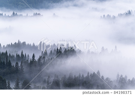 Early morning forest surrounded by thick fog Early morning forest surrounded by thick fog 84198371