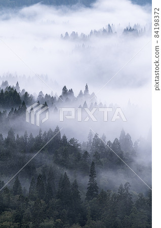 Early morning forest surrounded by thick fog Early morning forest surrounded by thick fog 84198372