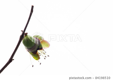 冬天, 长寿梅,蒂头,冬には、長寿の梅、茎、longevity plum, stalk, 冬天, 长寿梅,蒂头,冬には、長寿の梅、茎、longevity plum, stalk, 84198510