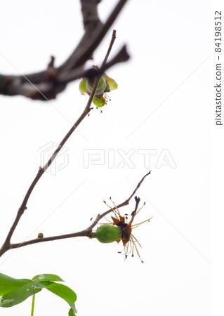 冬天, 长寿梅,蒂头,冬には、長寿の梅、茎、longevity plum, stalk, 冬天, 长寿梅,蒂头,冬には、長寿の梅、茎、longevity plum, stalk, 84198512