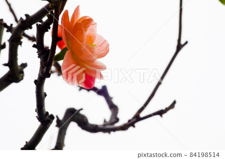 冬天， 长寿梅，蒂头，冬には、長寿の梅、茎、longevity plum, stalk, 84198514