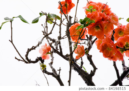 冬天, 长寿梅,蒂头,冬には、長寿の梅、茎、longevity plum, stalk, 冬天, 长寿梅,蒂头,冬には、長寿の梅、茎、longevity plum, stalk, 84198515