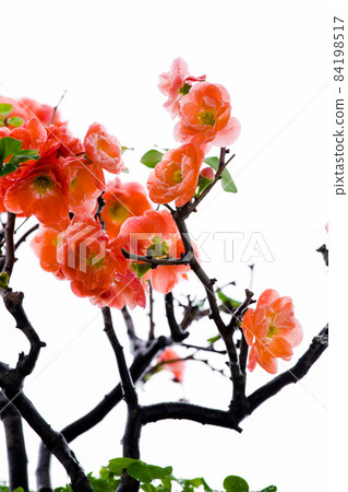 冬天, 长寿梅,蒂头,冬には、長寿の梅、茎、longevity plum, stalk, 冬天, 长寿梅,蒂头,冬には、長寿の梅、茎、longevity plum, stalk, 84198517