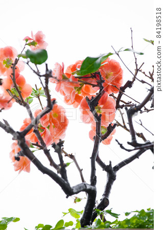 冬天， 长寿梅，蒂头，冬には、長寿の梅、茎、longevity plum, stalk, 84198518