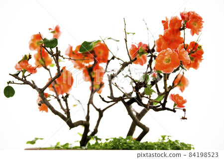 冬天, 长寿梅,蒂头,冬には、長寿の梅、茎、longevity plum, stalk, 冬天, 长寿梅,蒂头,冬には、長寿の梅、茎、longevity plum, stalk, 84198523