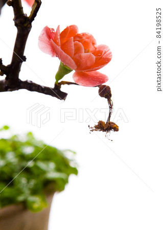 冬天, 长寿梅,蒂头,冬には、長寿の梅、茎、longevity plum, stalk, 冬天, 长寿梅,蒂头,冬には、長寿の梅、茎、longevity plum, stalk, 84198525