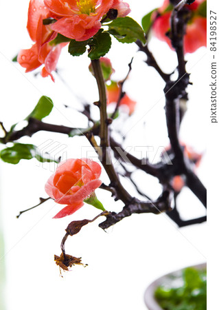 冬天, 长寿梅,蒂头,冬には、長寿の梅、茎、longevity plum, stalk, 冬天, 长寿梅,蒂头,冬には、長寿の梅、茎、longevity plum, stalk, 84198527