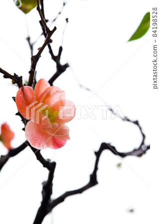 冬天， 长寿梅，蒂头，冬には、長寿の梅、茎、longevity plum, stalk, 84198528