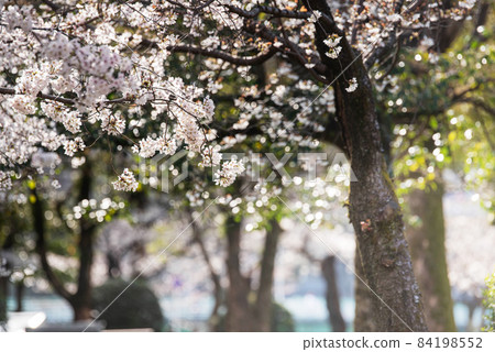 Sakura on the walking path under the refreshing light 84198552
