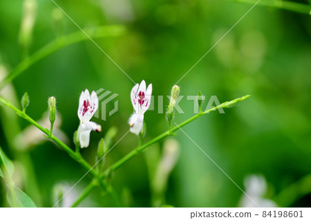 Andrographis paniculata, commonly known as creat or green chiretta 84198601