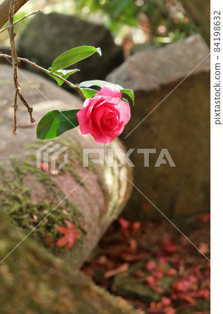 Shuentei's garden tree Shuentei's garden tree 84198632