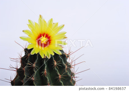 Hamatocactus Setispinus, Hedgehog cactus, Twisted Rib Cactus, Fishhook Cactus Hamatocactus Setispinus, Hedgehog cactus, Twisted Rib Cactus, Fishhook Cactus 84198637