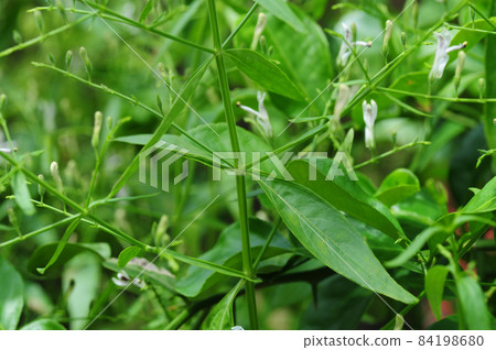 leaves of andrographis paniculata, commonly known as creat or green chiretta, Acanthaceae leaves of andrographis paniculata, commonly known as creat or green chiretta, Acanthaceae 84198680