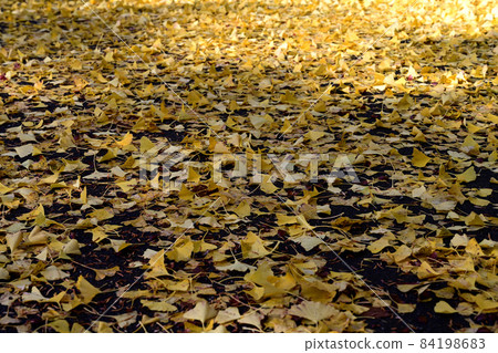 Kyuanji Temple: Fallen leaves of ginkgo on one side 84198683