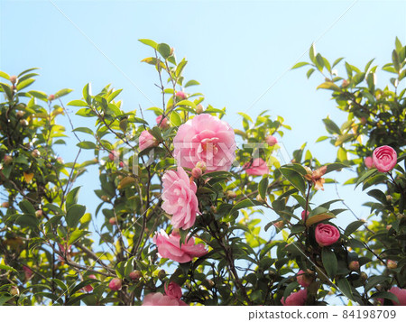 Sasanqua flowers 84198709